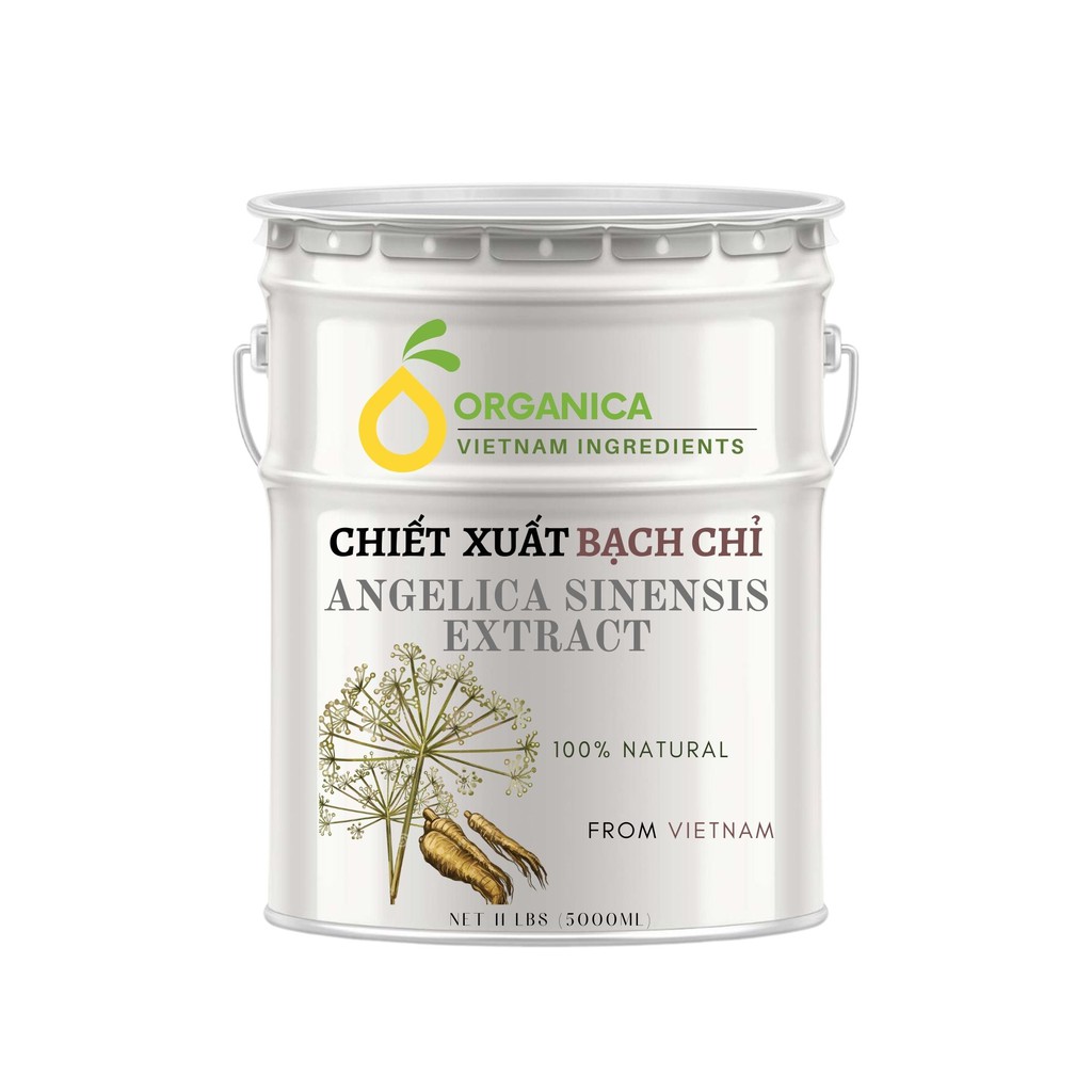 Chiết xuất bạch chỉ (Agelica sinensis) - Chiết xuất thiên nhiên (Natural Extract)