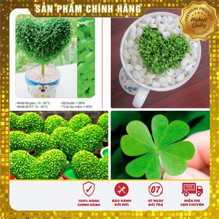 Hạt giống Cỏ May Mắn - 1gr