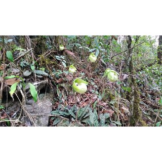 Lan hài giáp rất đẹp