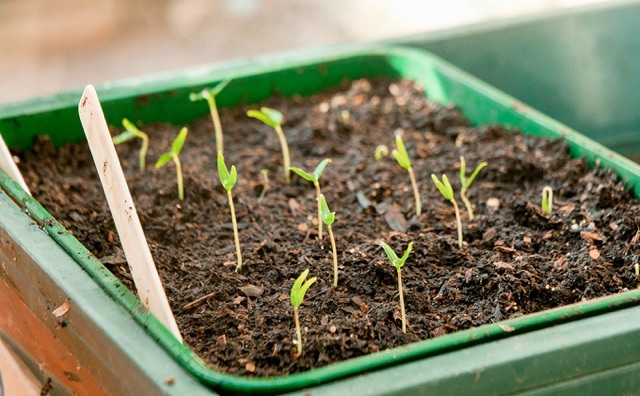 Hạt giống dâu tây nhập khẩu ALIBABA, dâu đất (dâu xạ) nhanh nãy mầm ra nhiều trái (gó 0.1gr/100hat)