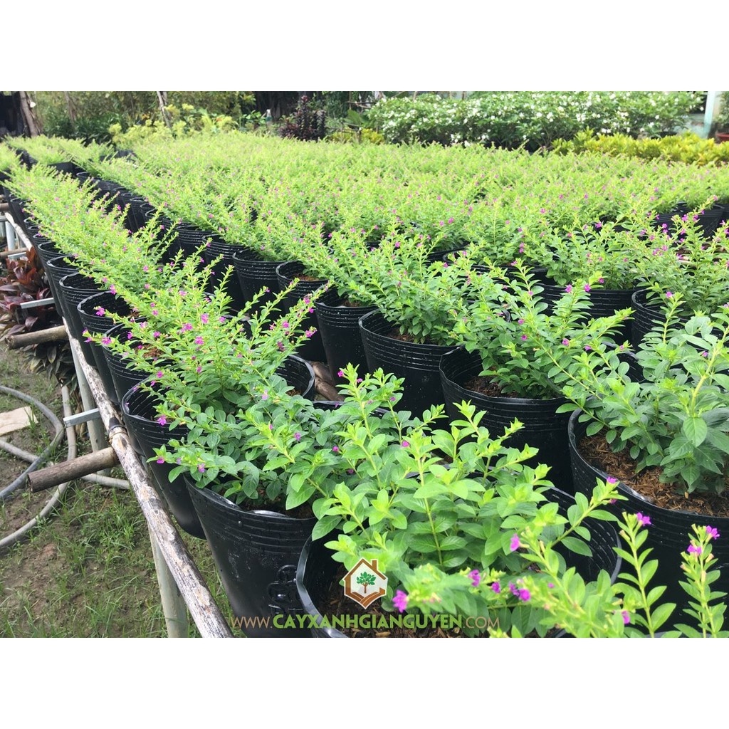 50 chậu nhựa đen trồng cây ươm cây C12 nhựa dẻo dày dặn chịu nhiệt tốt bền mãi với thời gian