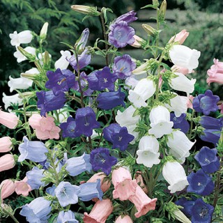 Hạt giống hoa chuông lùn kép MIX gói 50 hạt xuất xứ Đức