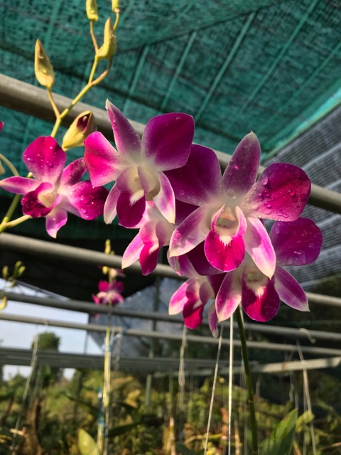 Phân bón thông minh Rynan Flowermate 240