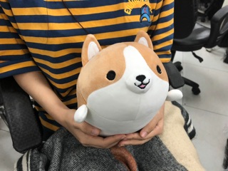 Thú bông chó Corgi ( có hình thật )
