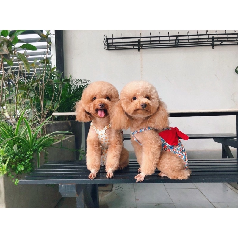 Bikini hoa nhí phối bản nơ to cho chó mèo/Quần sinh lý cún cái cao cấp