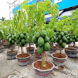 HẠT GIỐNG ĐU ĐỦ LÙN THÁI