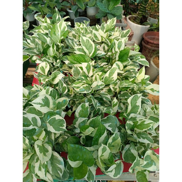 Trầu bà var thủy sinh