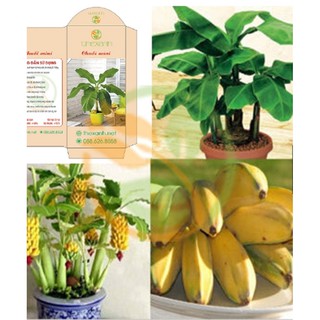 Hạt giống Chuối mini