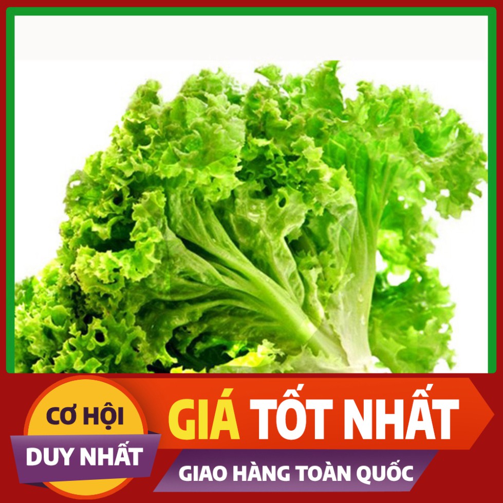Hạt giống Xà Lách Xoăn