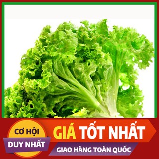 Hạt giống Xà Lách Xoăn