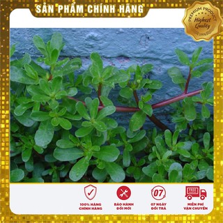 Hạt giống cây sâm đất (rau sam) - 50 hạt