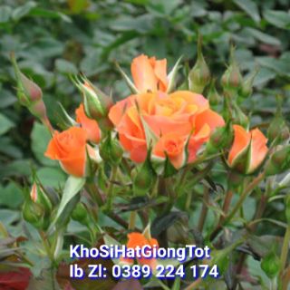 30B HOA HỒNG TỶ MUỘI NHIỀU MÀU (10 hạt ) ĐẾN MÙA TRỒNG TẾT