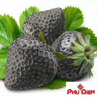 Hạt giống dâu tây đen 100 hạt  PHÚ ĐIỀN