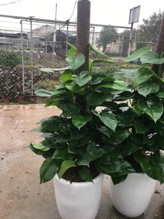 Cây trầu bà leo cột