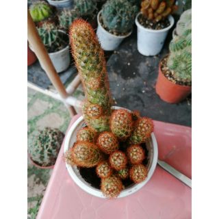 Thạch trụ thiên size lớn - xương rồng