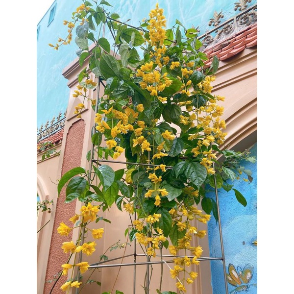 Cây lan hoàng dương