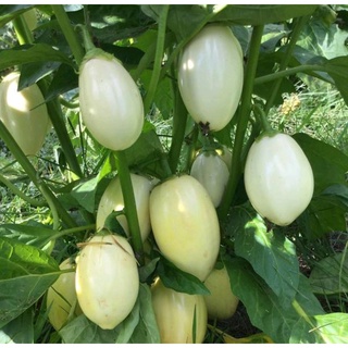 Hạt Giống Cà Trứng Ngỗng Gói 1g