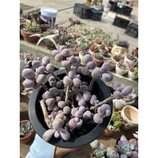 Sen đá sỏi Hồng bụi siêu tròn (như hình)