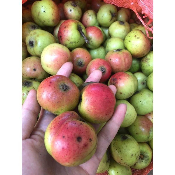 Táo mèo má hồng táo mèo đồi thông túi 5kg