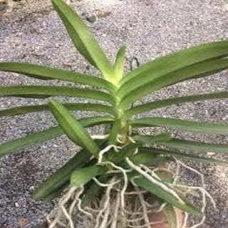 Hoa lan giáng thu (cây  cao 40cm,bộ rễ khỏe)