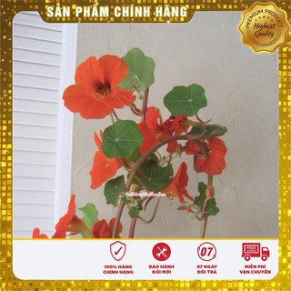Hạt Giống Hoa Sen Cạn Mix(10 hạt)