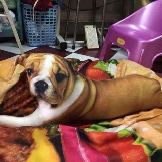 Gối ôm 3d chó bull 65cm