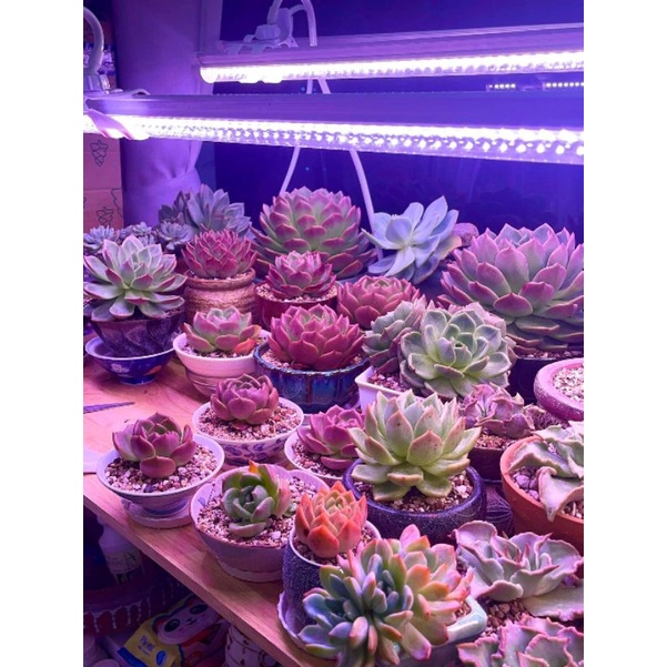  Lc Growlights - 90cm Đèn trồng sen đá và xương rồng giúp cây khỏe đẹp 