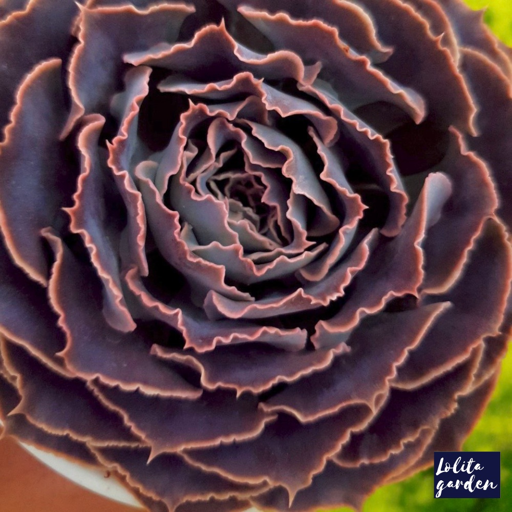 Sen đá bắp cải light purple Đà Lạt size trung bình cây cảnh trang trí nhà cửa Lolita garden