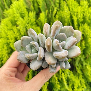 Sen đá đá xanh 5-7cm - Vườn sen đá