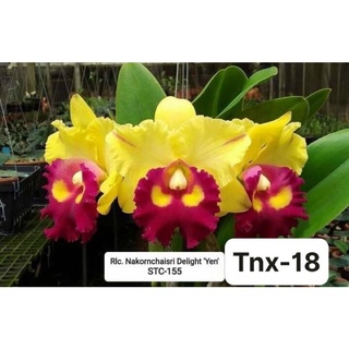 TNX61 - Hoa Lan Cattleya Nakornchaisri Delight Yen - cây Con