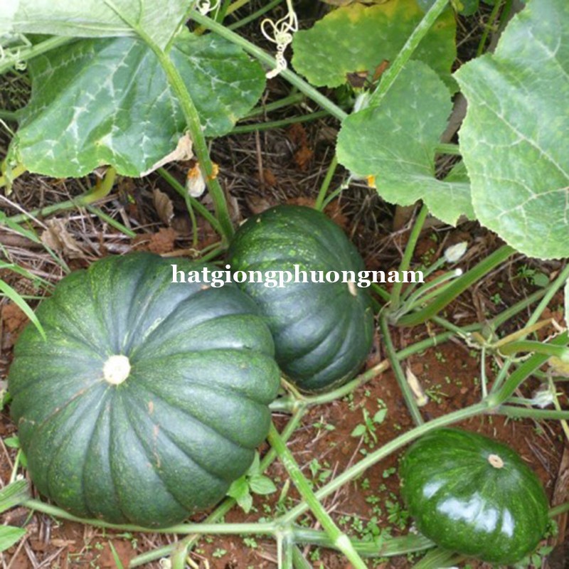 HẠT GIỐNG BÍ ĐỎ DA XANH