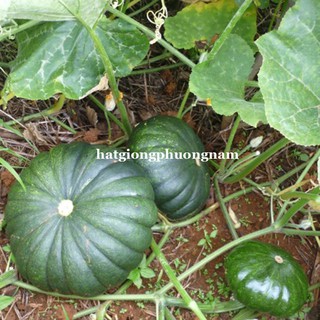 Hạt giống bí đỏ da xanh