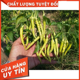 ớt tằm siêu cay thái lan