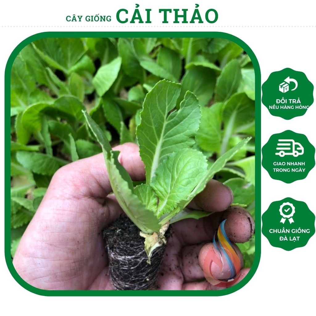 Cây rau giống cải thảo xanh lá trồng quanh năm (chỉ giao Hoả Tốc TPHCM)