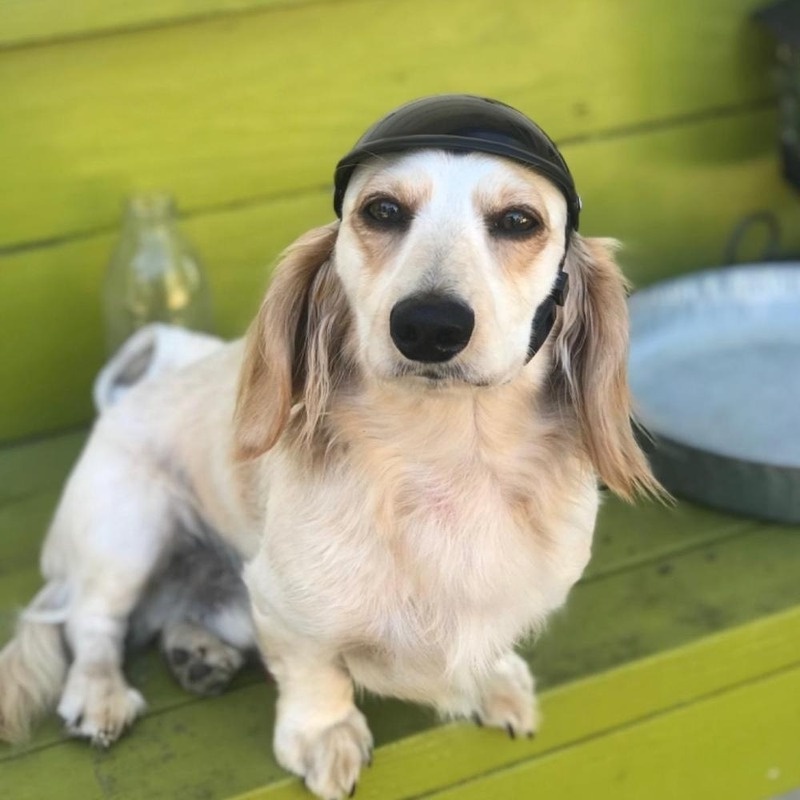 Mũ Bảo Hiểm Đi Xe Máy Dành Cho Thú Cưng Size S / M