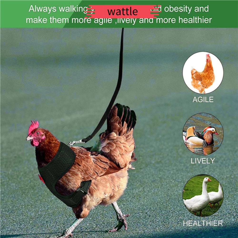 Dây Đai Dắt Gà Đi Dạo Tiện Lợi
