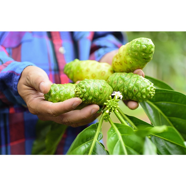 Hạt giống trái nhàu  - Gói 50 hạt