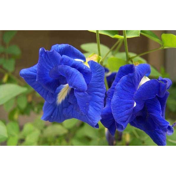20h Hạt Giống Hoa Đậu Biếc