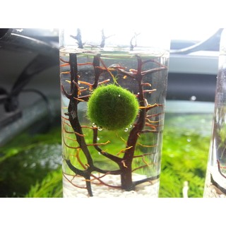 Tảo Cầu Marimo Nhật Bản