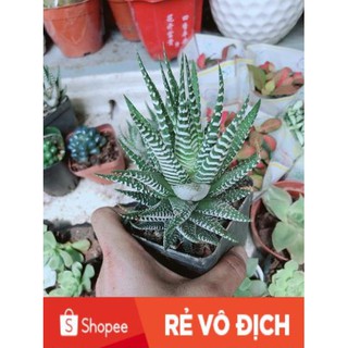 Chậu Móng Rồng