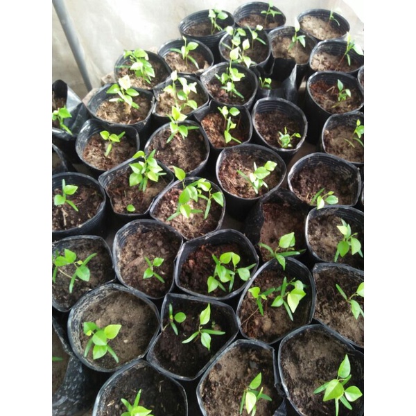 50 hạt giống sương sâm trơn