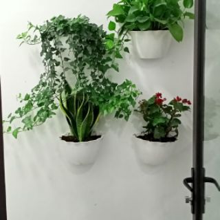 Chậu ốp tường trắng