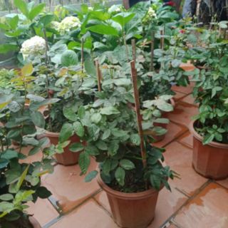 6 cây hoa hồng đà lạt