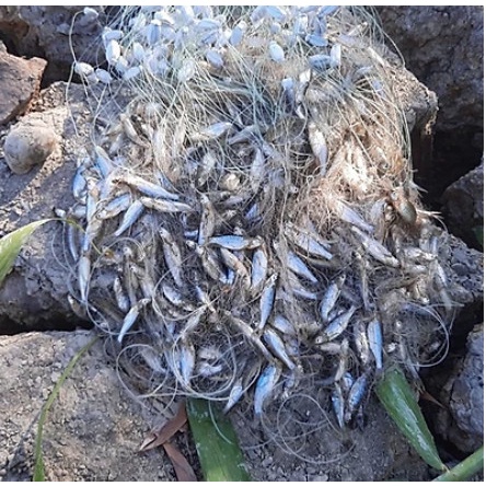 Lưới đánh cá 1 lớp then 1 cao 1m dài 60m đánh cá bống và cá mương