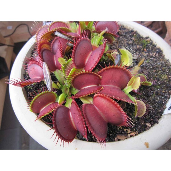 Hạt giống Cây BẪY KẸP - cây bắt mồi gói 20  hạt