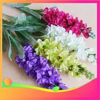 Hạt Giống Hoa Phi Yến - 50 Hạt VIETGAR