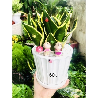 Chậu tiểu cảnh lưỡi hổ thái