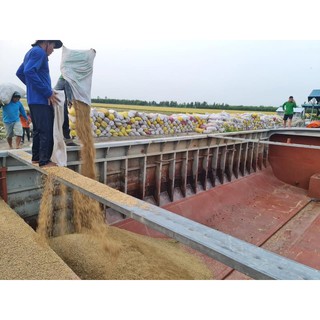 Gạo VJ pearl