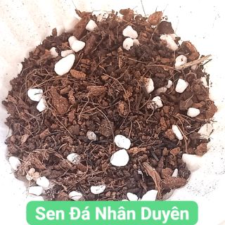 Đất trồng sen đá - xương rồng (200g)