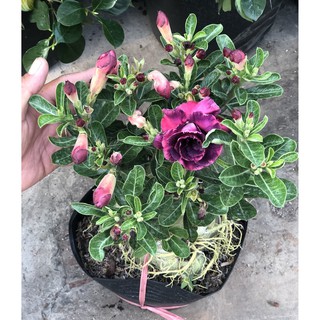 Chậu sứ Thái bông kép gốc to ST14